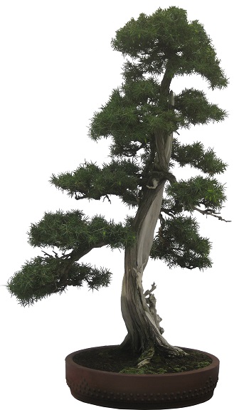 bonsai-2202770_1920-2
