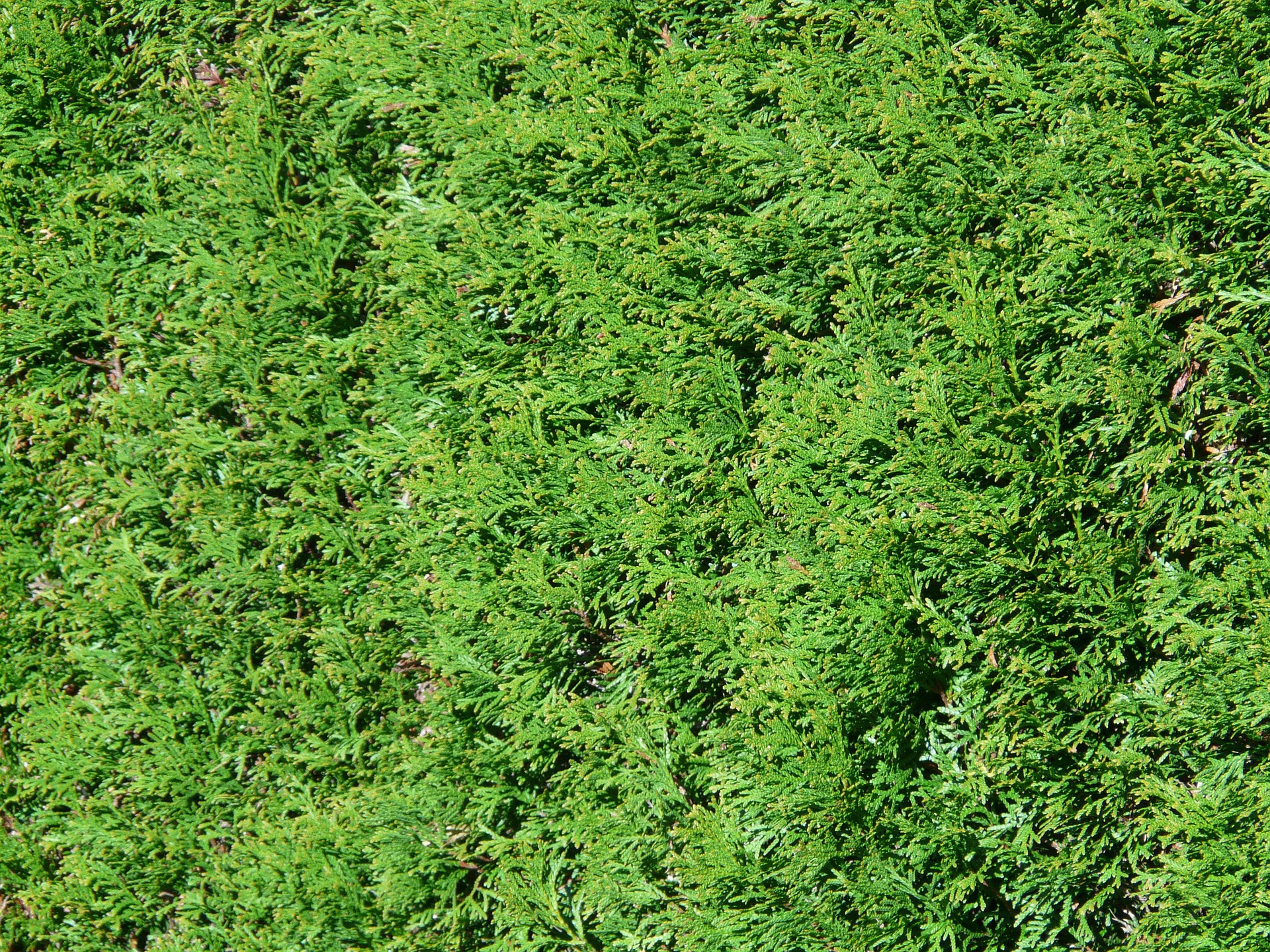 thuya-hedge-10508_1920